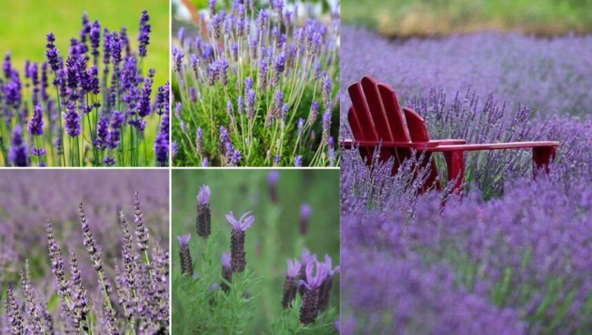 Can English Lavender Grow in India
