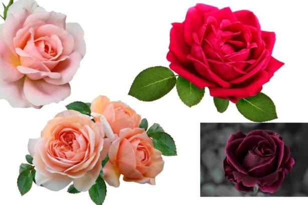 Different Colors of Rose Plants and Their Meanings