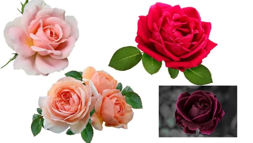 Different Colors of Rose Plants and Their Meanings