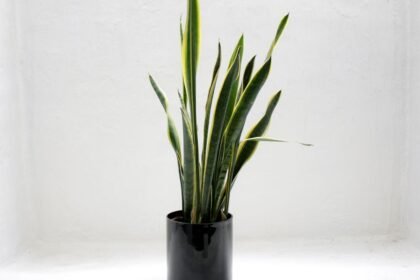Do Snake Plants Like to Be Wet or Dry