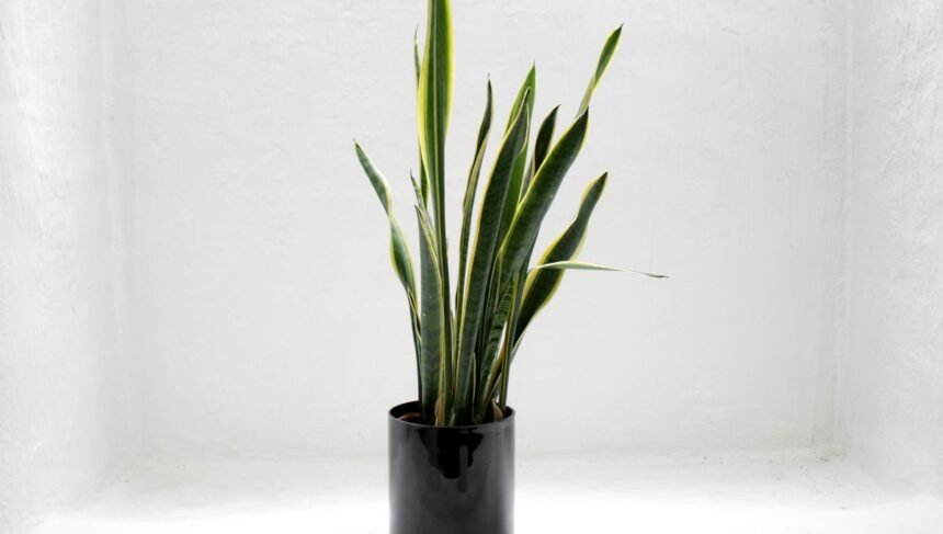 Do Snake Plants Like to Be Wet or Dry