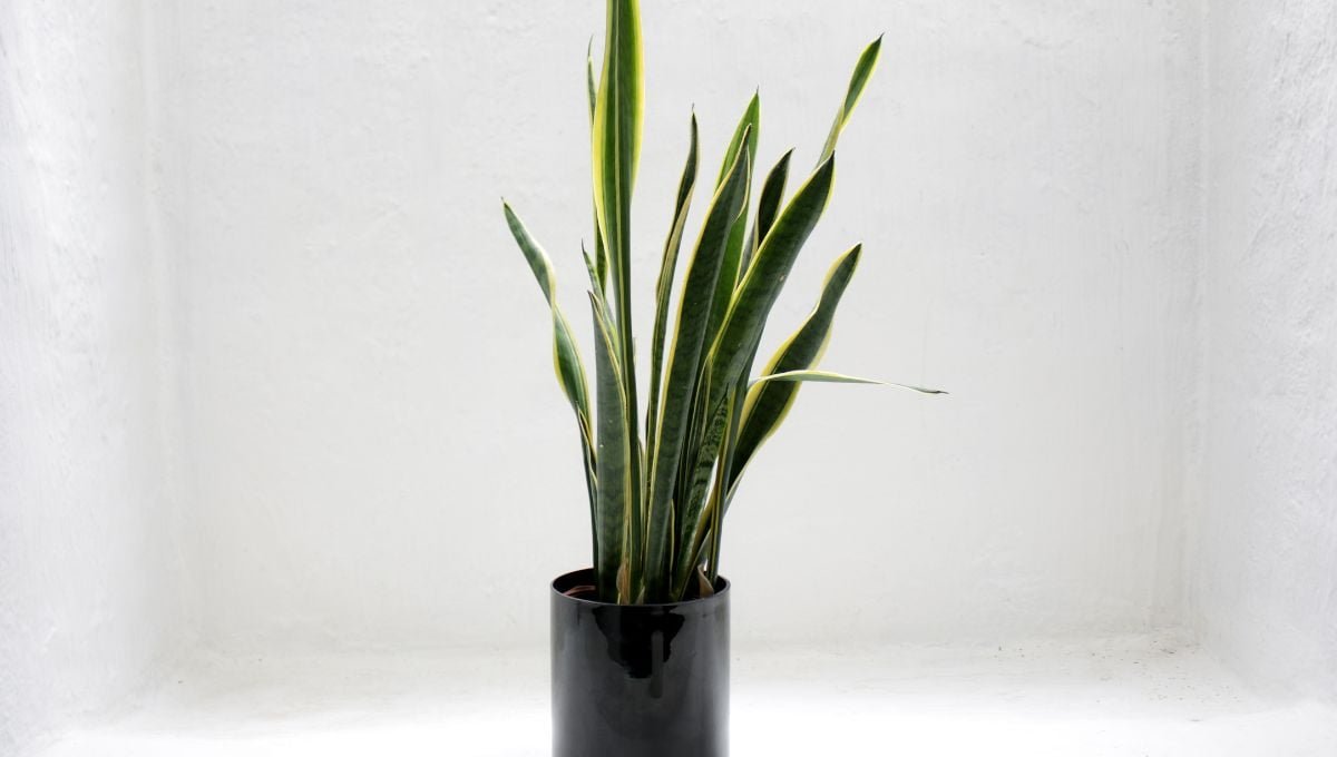 Do Snake Plants Like to Be Wet or Dry