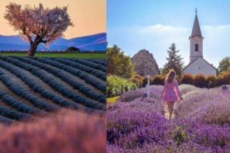 English Lavender vs Spanish Lavendar