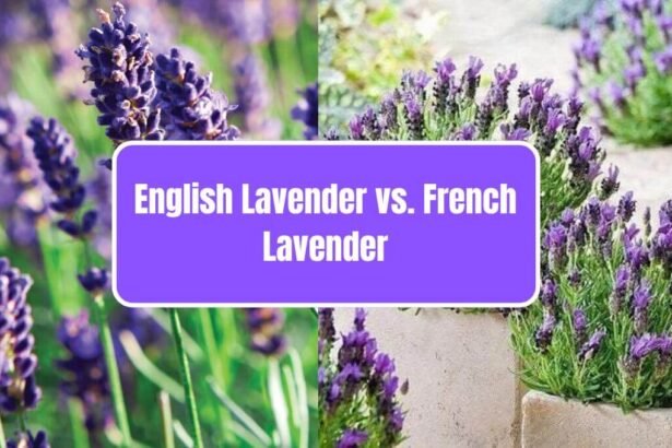 English Lavender vs. French Lavender