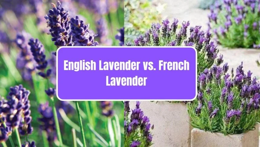 English Lavender vs. French Lavender