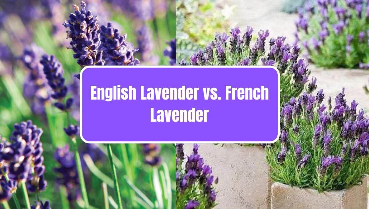 English Lavender vs. French Lavender