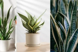 The Disadvantages of Snake Plants