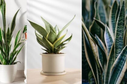 The Disadvantages of Snake Plants
