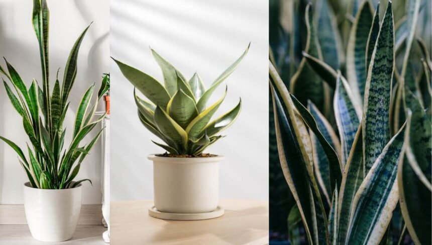 The Disadvantages of Snake Plants