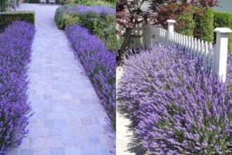 Where Does Lavender Grow Best