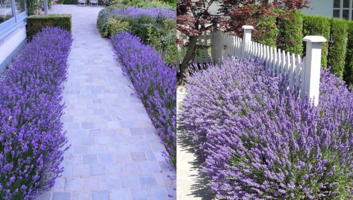 Where Does Lavender Grow Best