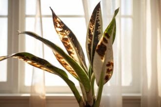 What to Do If Your Snake Plant Gets Sunburned